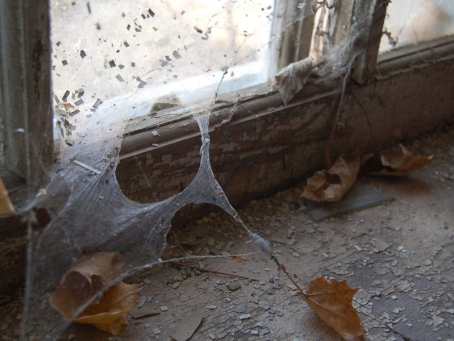 Having Cobwebs in Your House is OK Actually